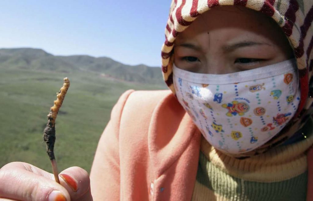 cueillette cordyceps au Tibet
